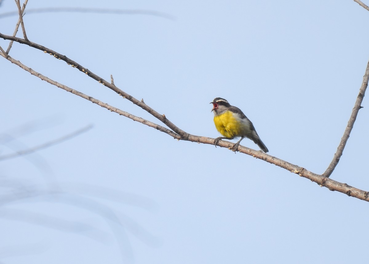 Bananaquit - ML647141269