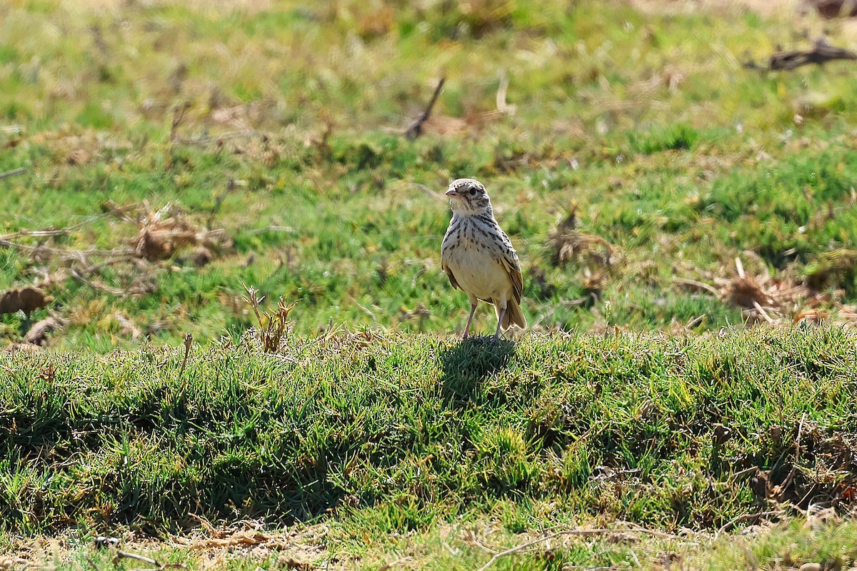 Madagascar Lark - ML647141270