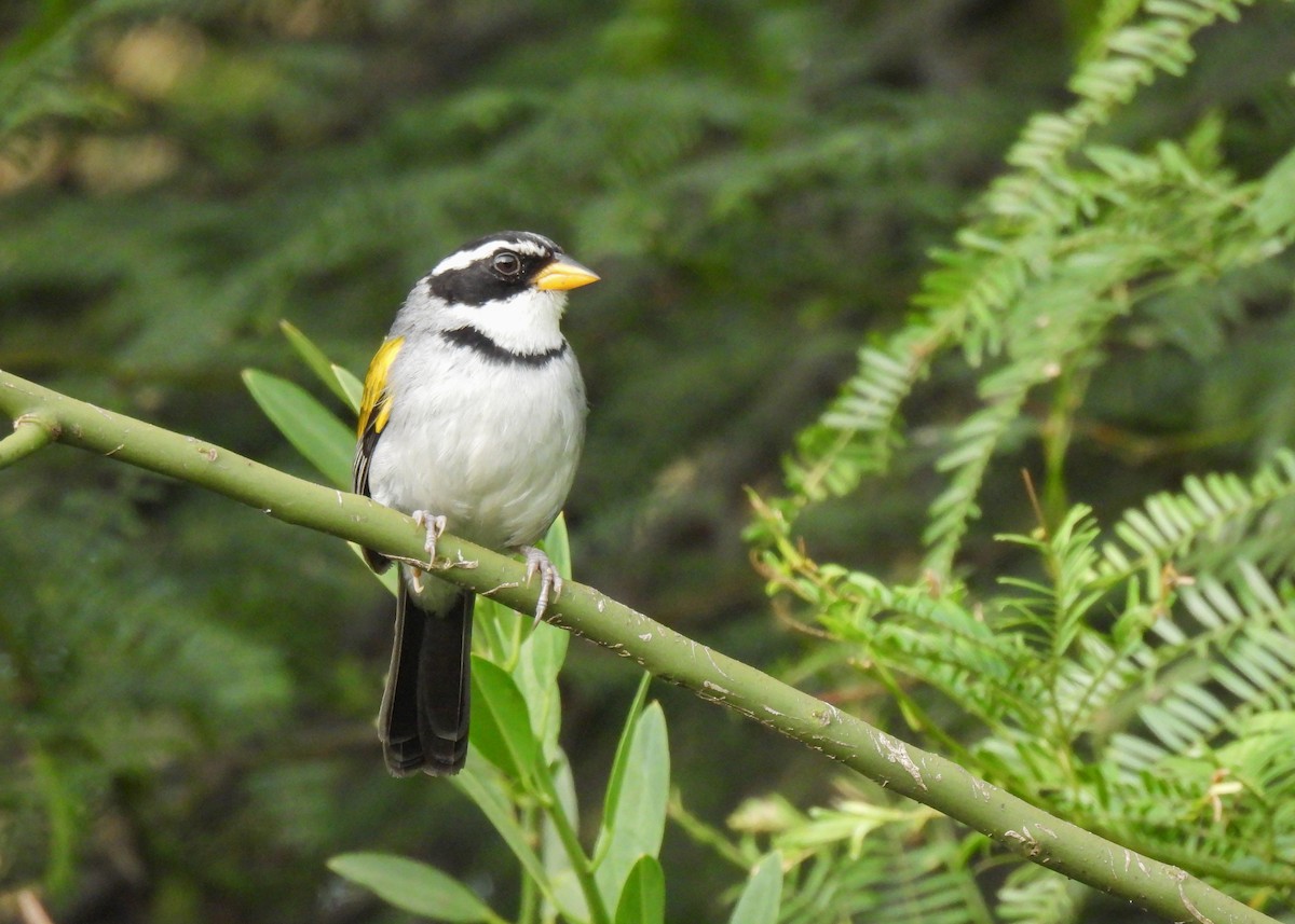Moss-backed Sparrow - ML647141271