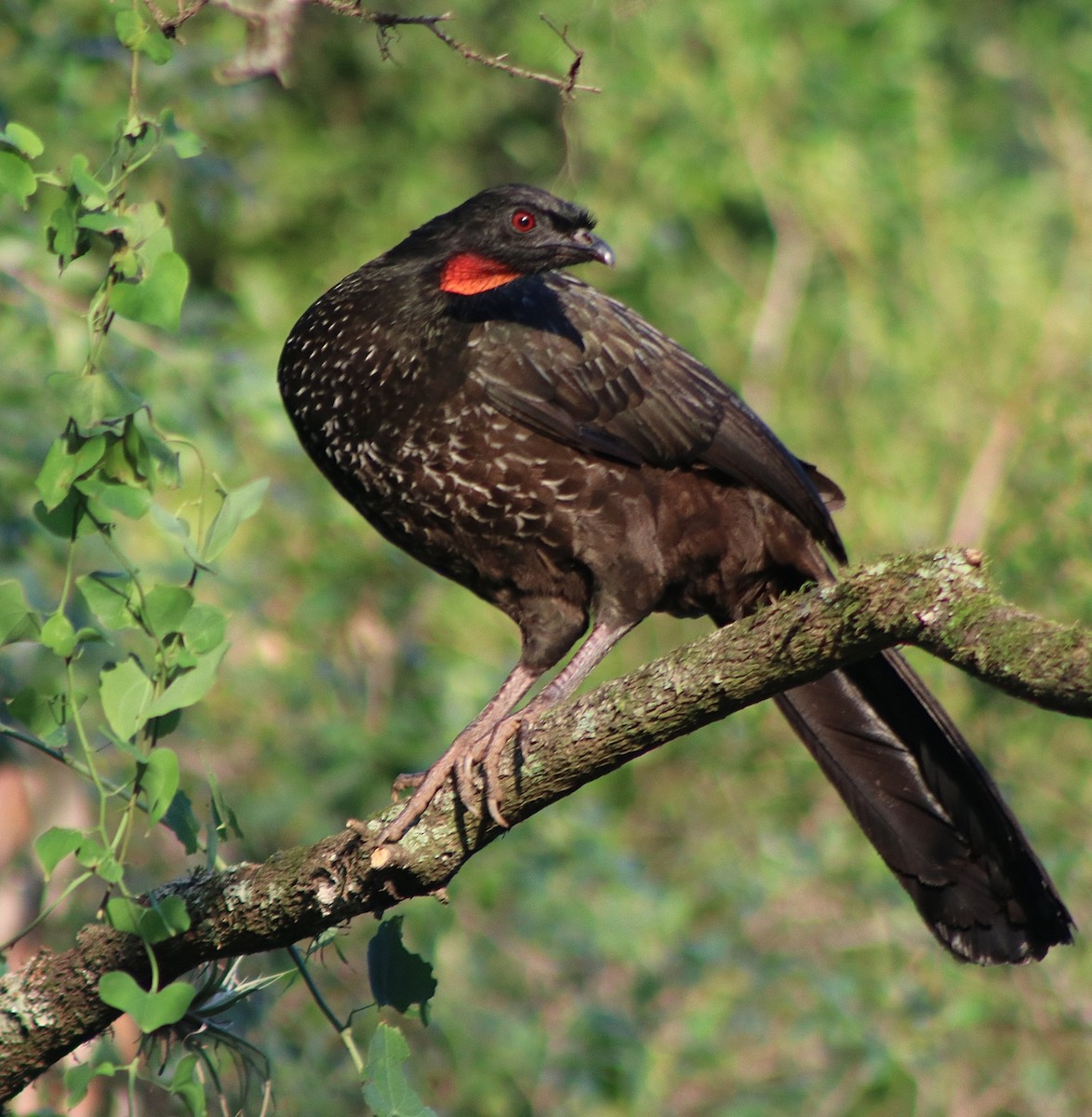 Dusky-legged Guan - ML647141272