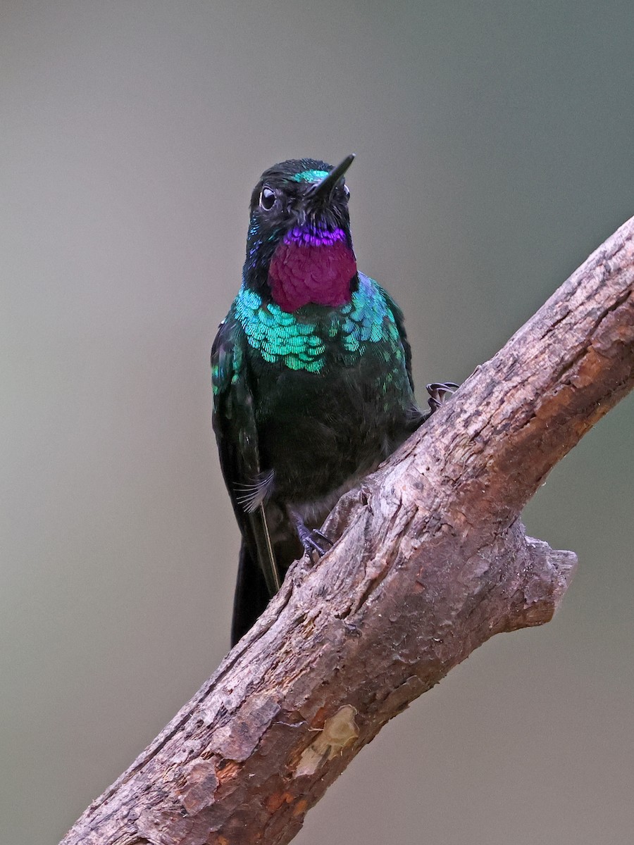 Tourmaline Sunangel - ML647141275