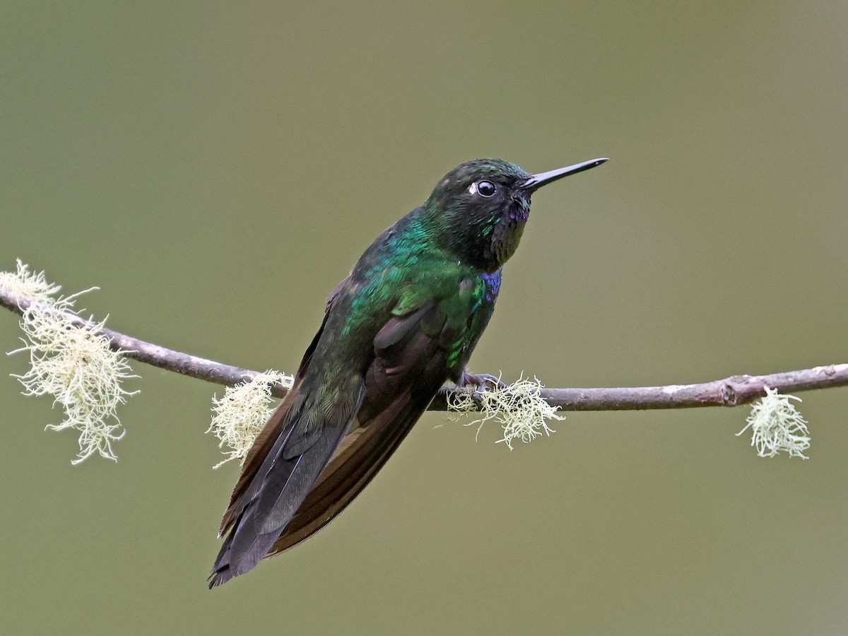 Tourmaline Sunangel - ML647141277