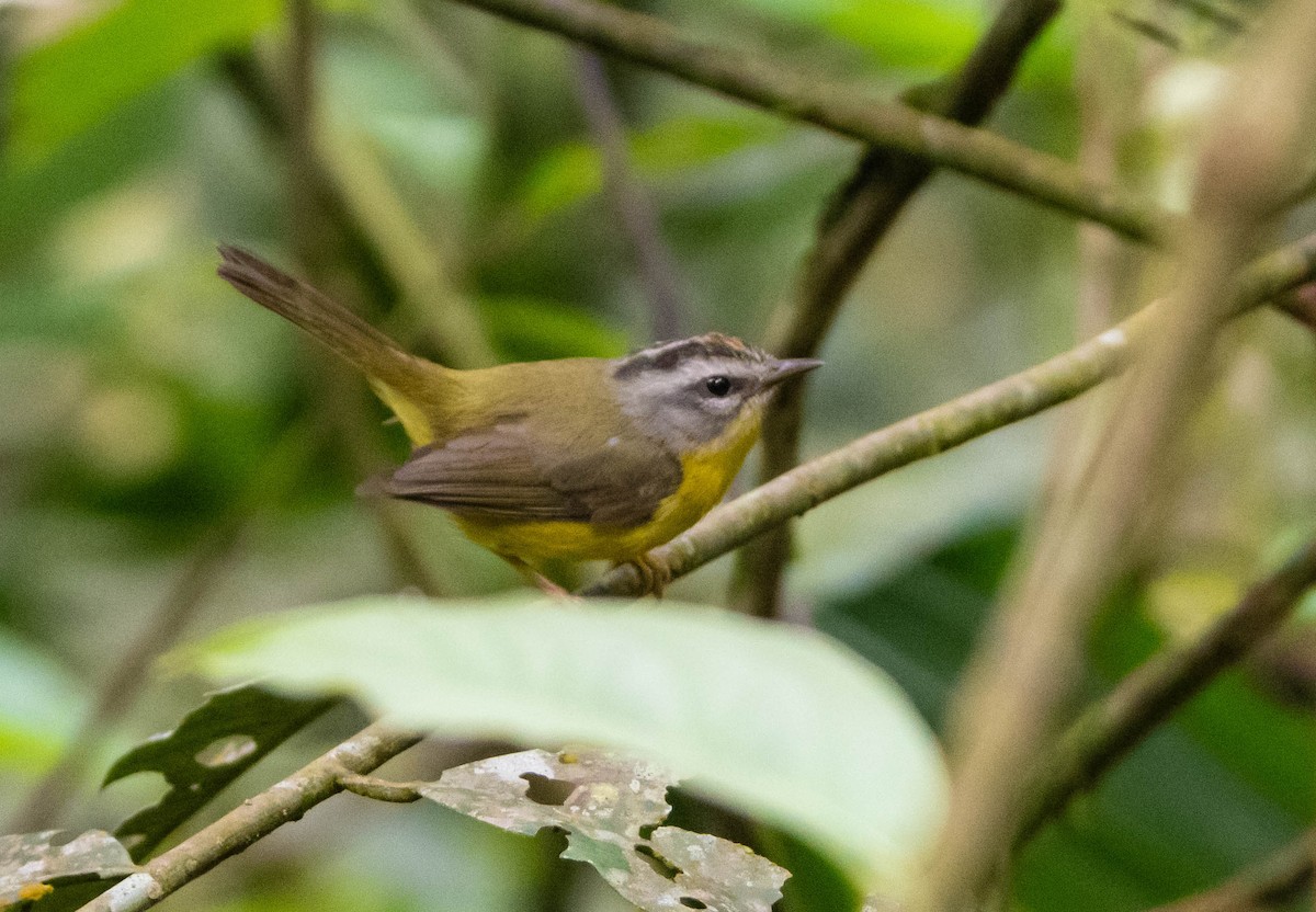 Golden-crowned Warbler - ML647141304