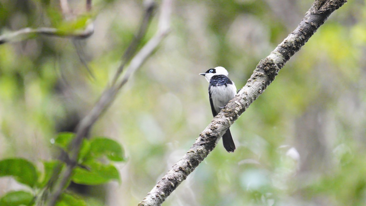 Pied Monarch - ML647141322