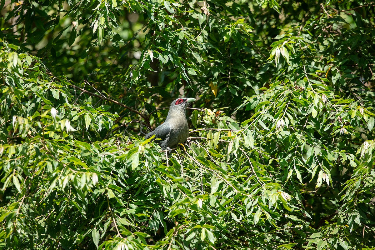 Green-billed Malkoha - ML647141323