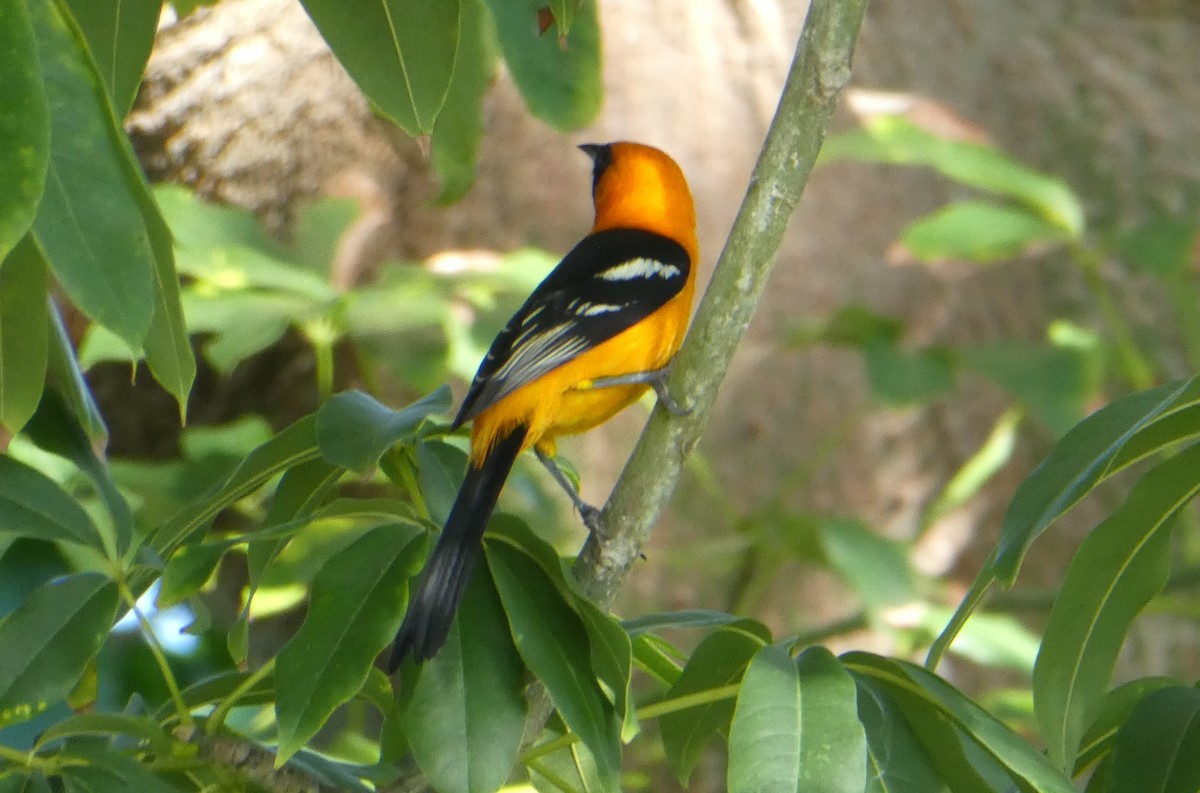 Hooded Oriole - ML647141330