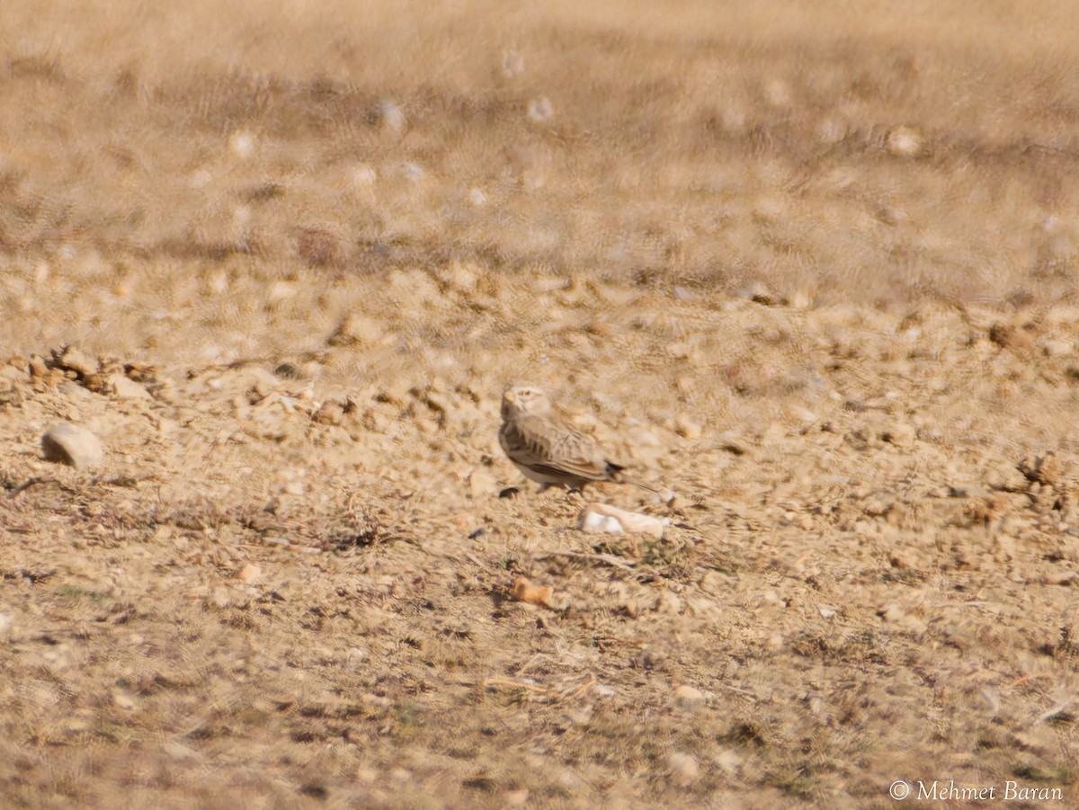 Turkestan Short-toed Lark - ML647141354