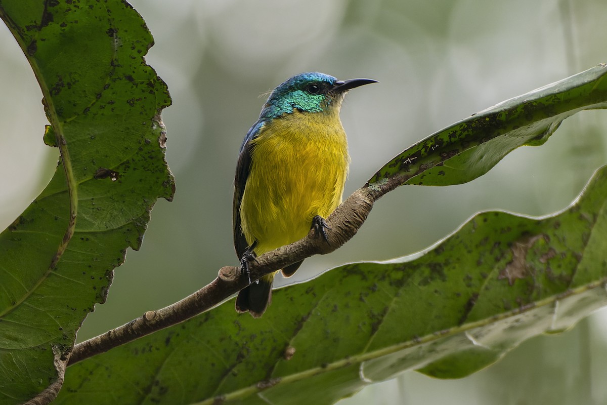 Collared Sunbird - ML647141363