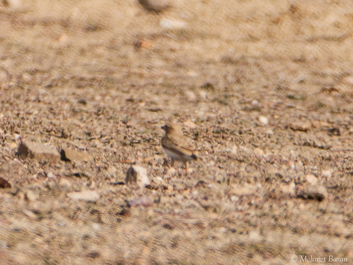 Turkestan Short-toed Lark - ML647141374