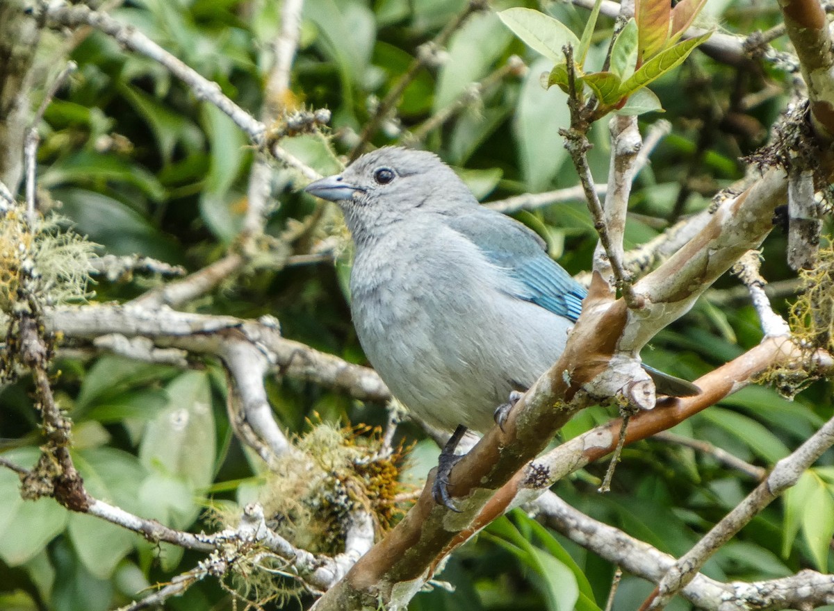 Sayaca Tanager - ML647141377