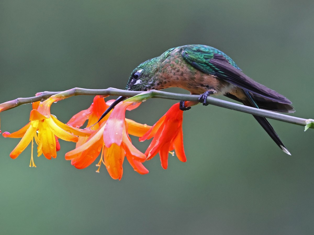 Long-tailed Sylph - ML647141383