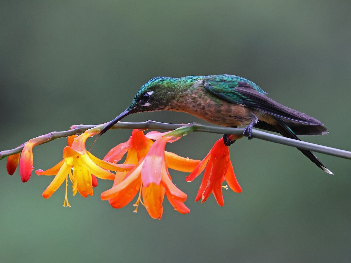 Long-tailed Sylph - ML647141384