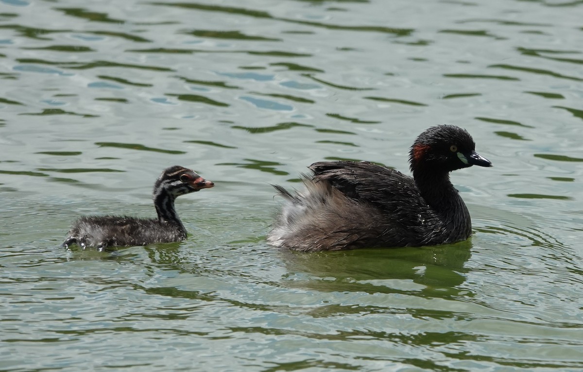 Australasian Grebe - ML647141387