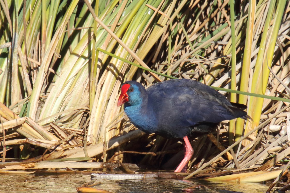 Western Swamphen - ML647141398