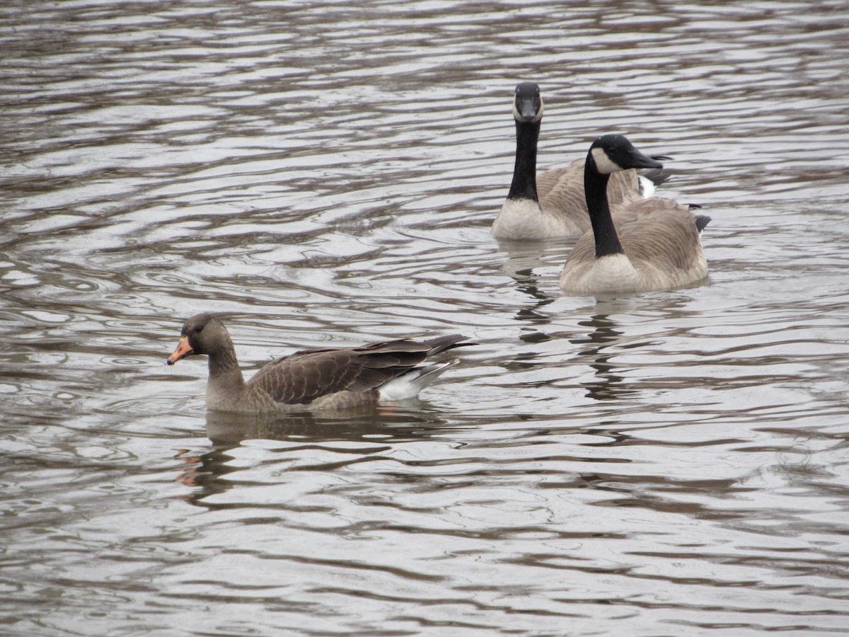 goose sp. - ML647141402