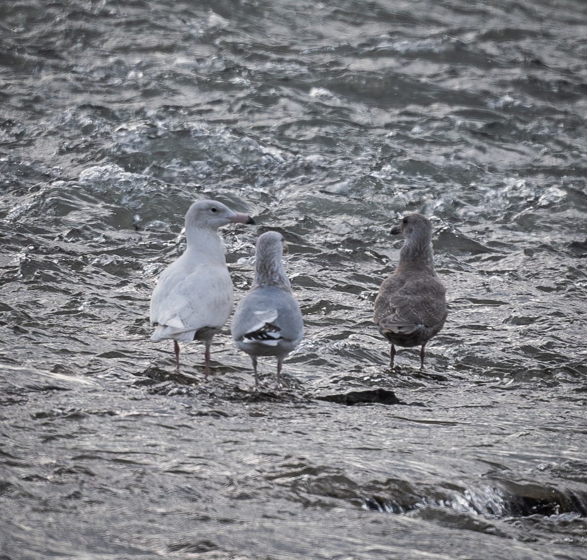 Gavión Hiperbóreo - ML647141406