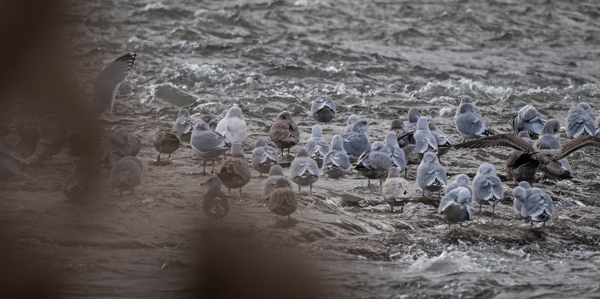 Gavión Hiperbóreo - ML647141409