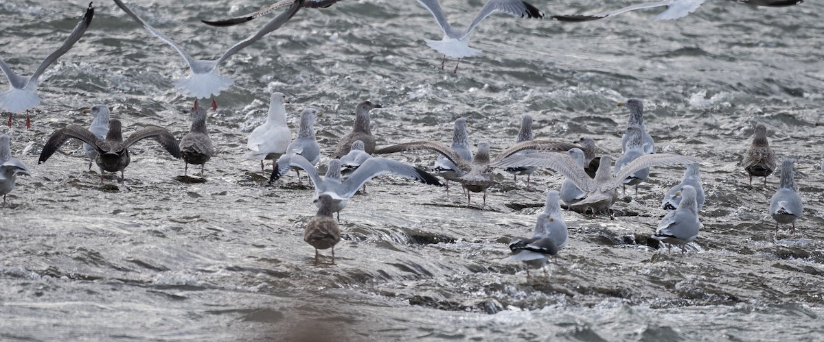 Gavión Hiperbóreo - ML647141410