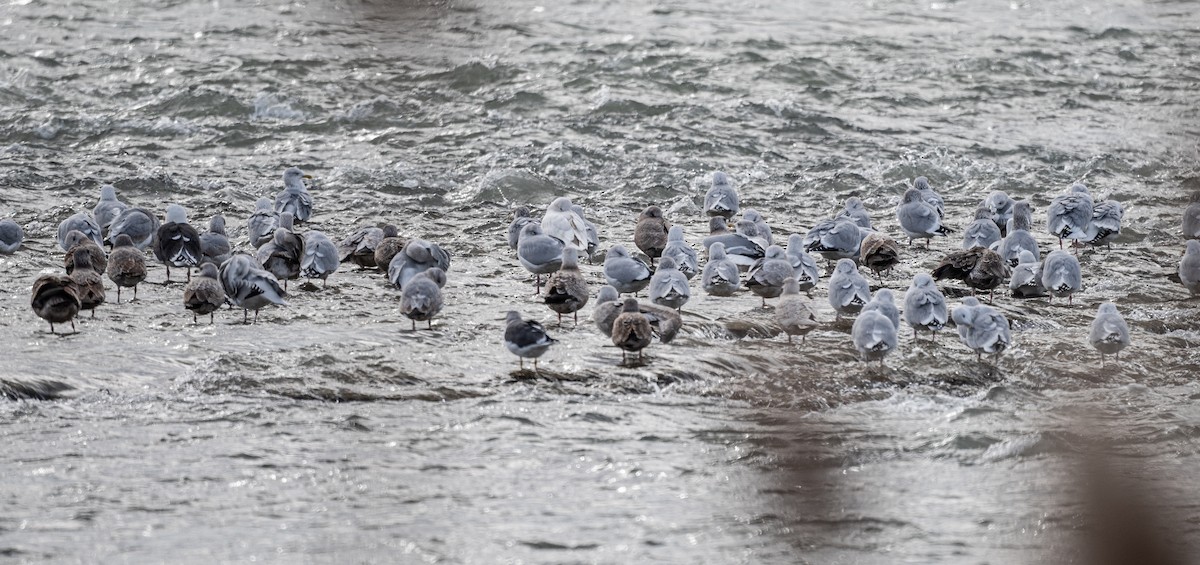 Gavión Hiperbóreo - ML647141411