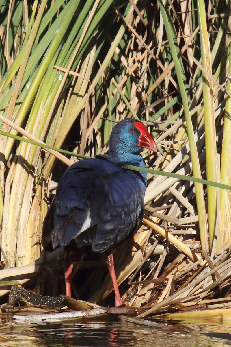 Western Swamphen - ML647141415