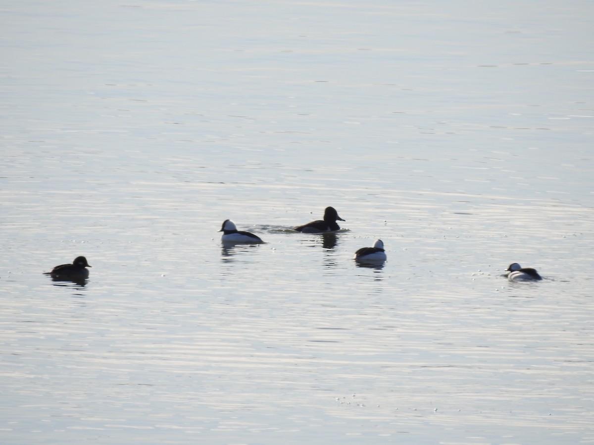 Bufflehead - ML647141416