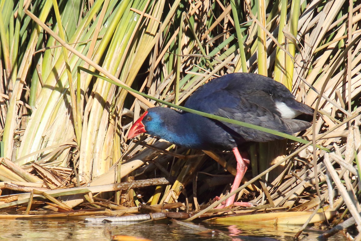 Western Swamphen - ML647141417