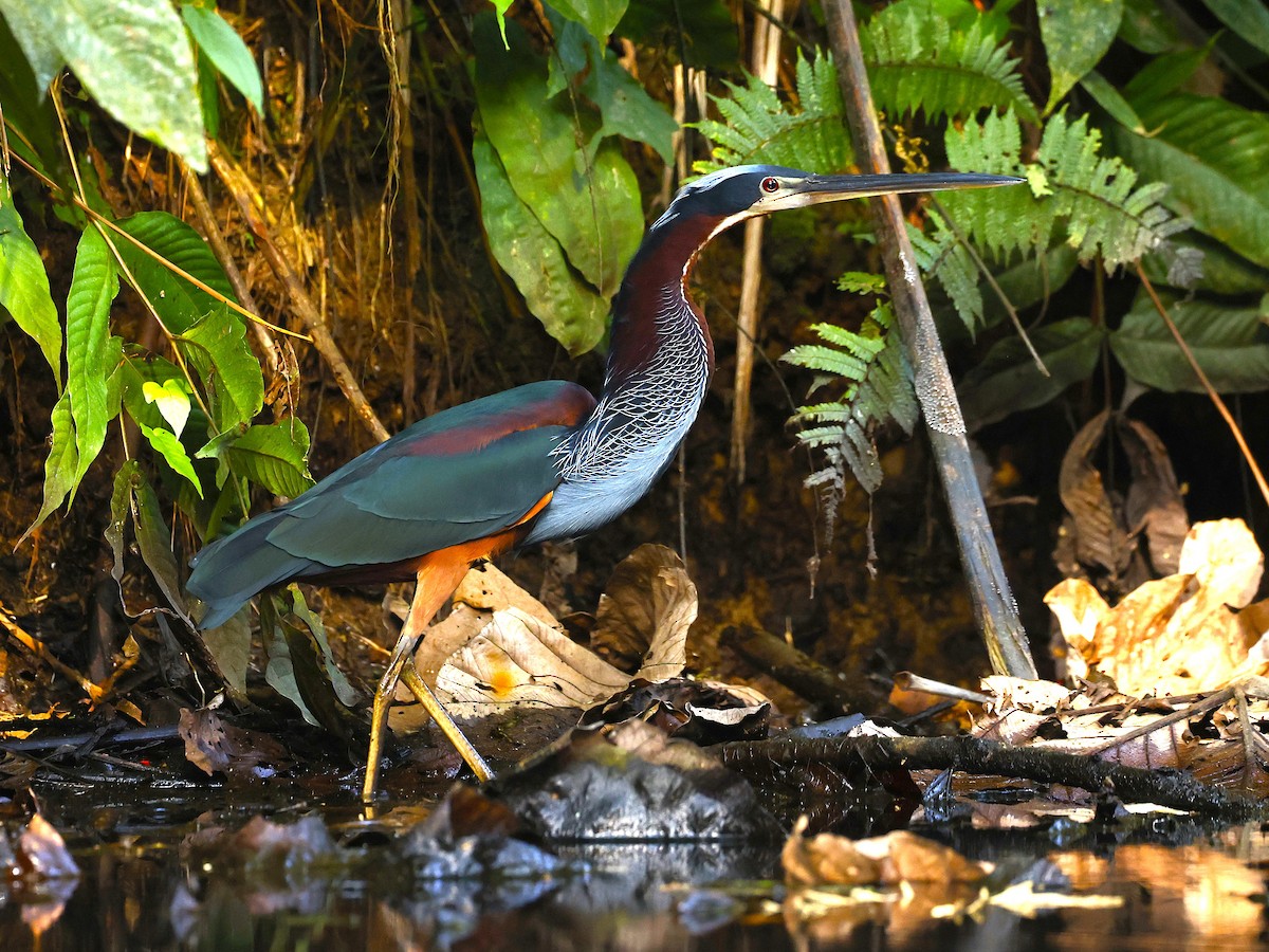 Agami Heron - ML647141421