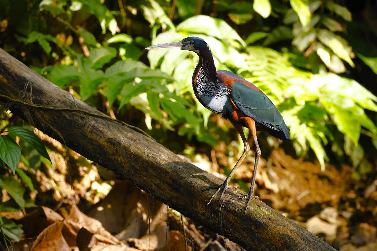 Agami Heron - ML647141422