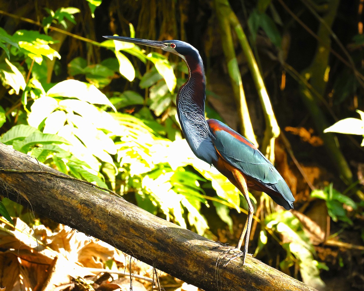 Agami Heron - ML647141423