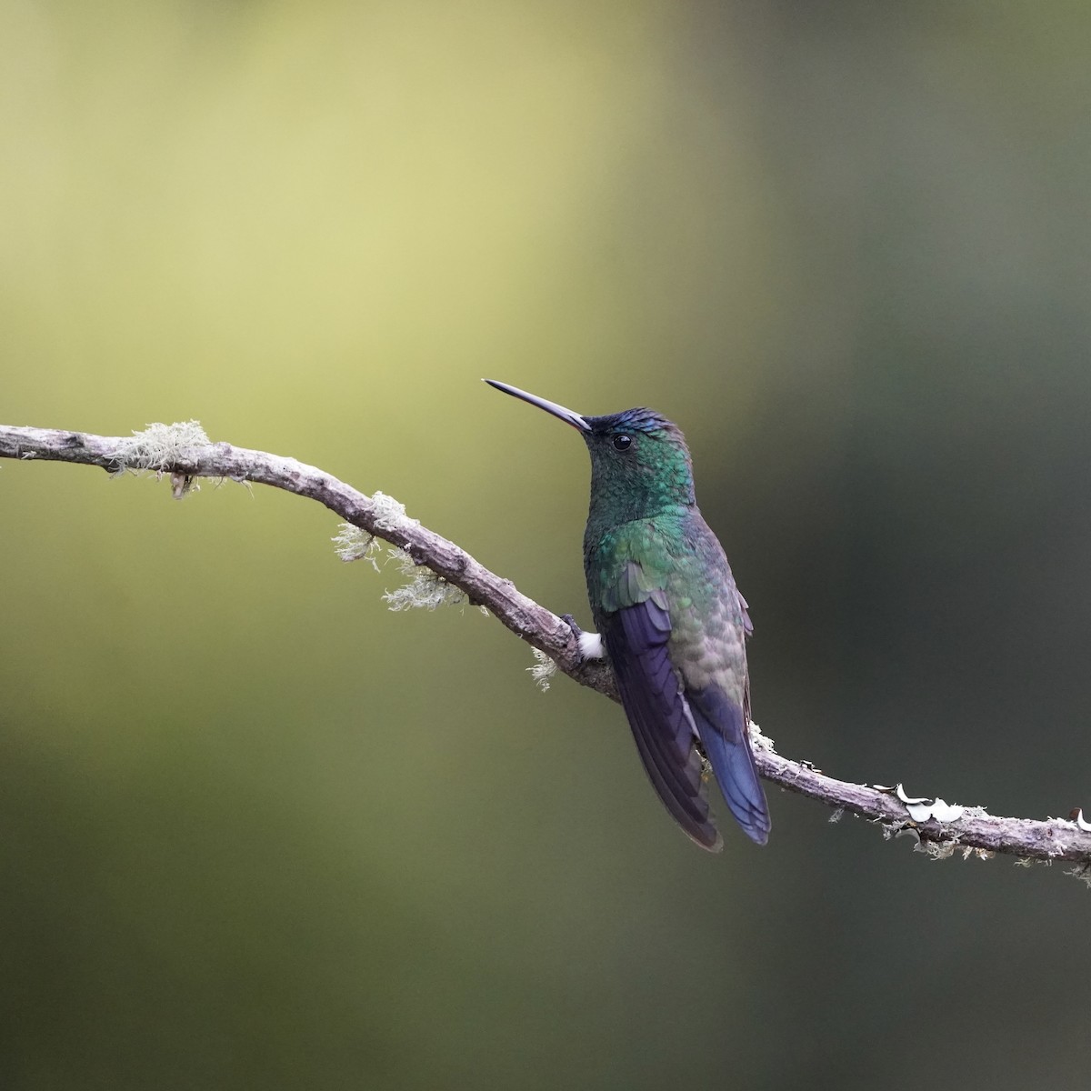 Indigo-capped Hummingbird - ML647141424