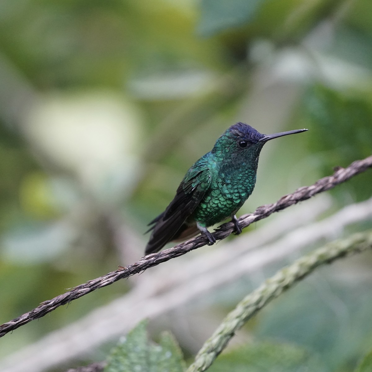 Indigo-capped Hummingbird - ML647141425