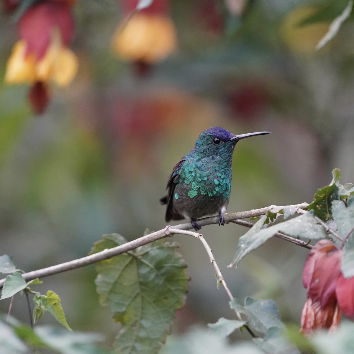 Indigo-capped Hummingbird - ML647141426