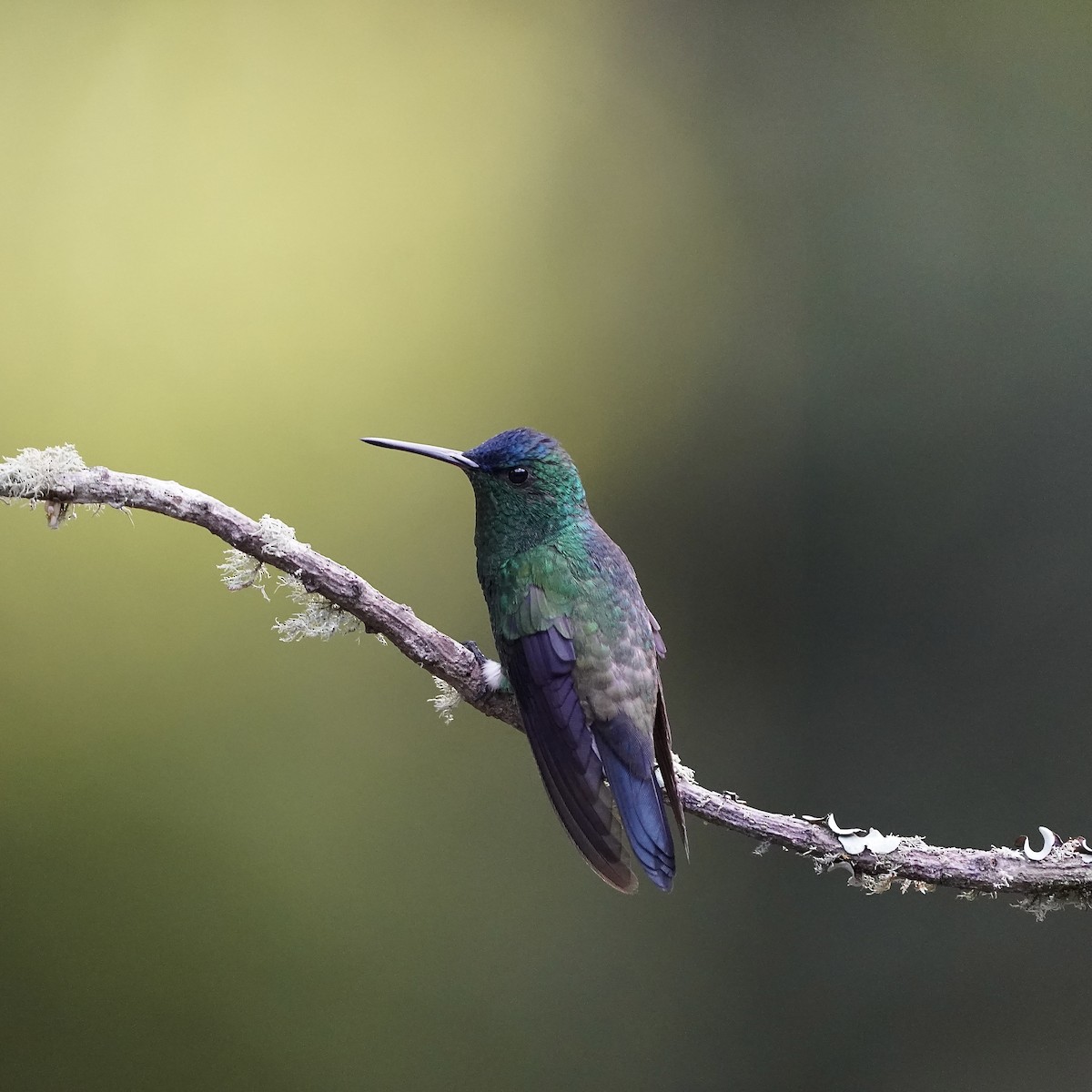 Indigo-capped Hummingbird - ML647141427