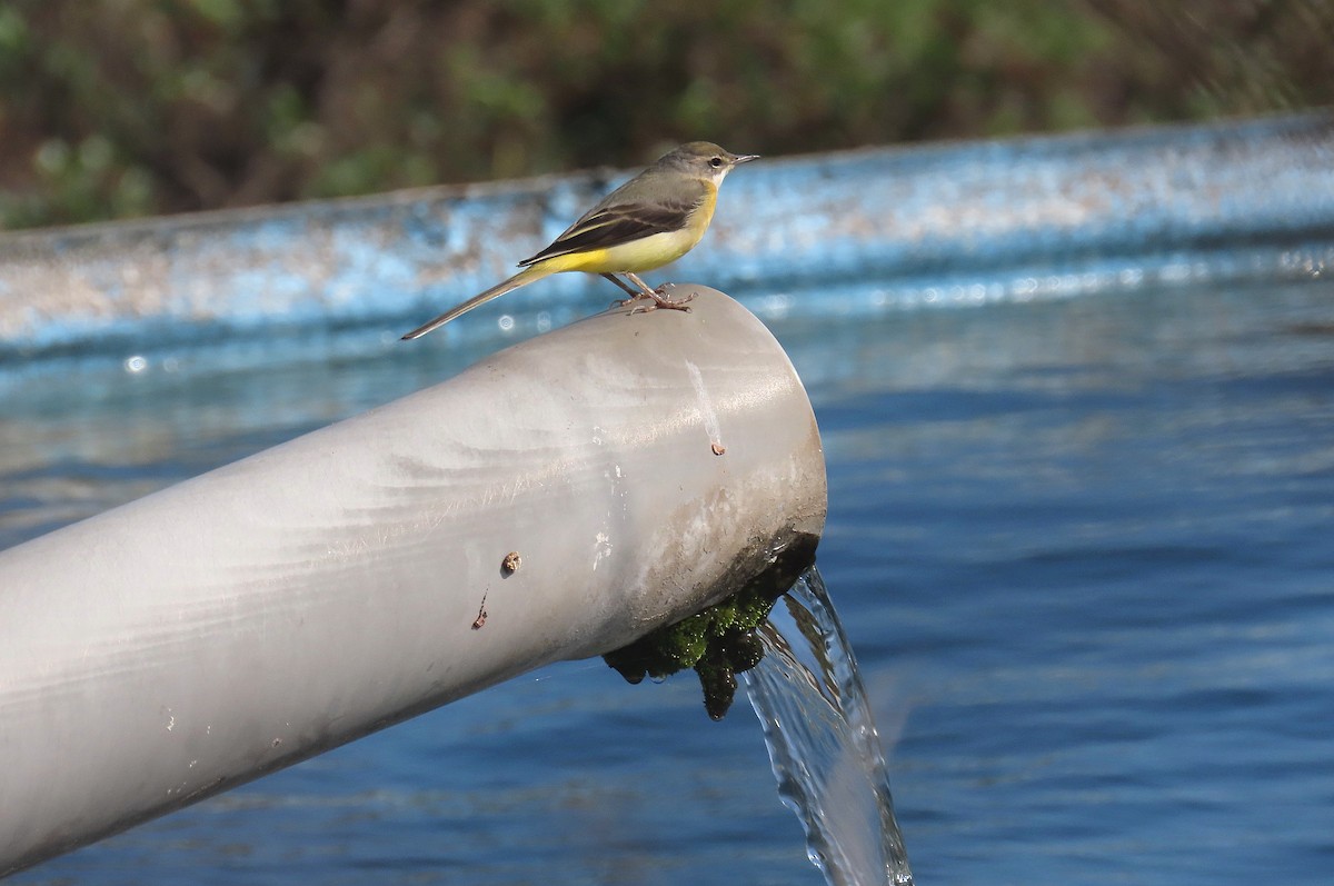 Gray Wagtail - ML647141428