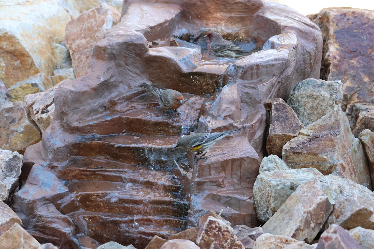 House Finch - ML647141429