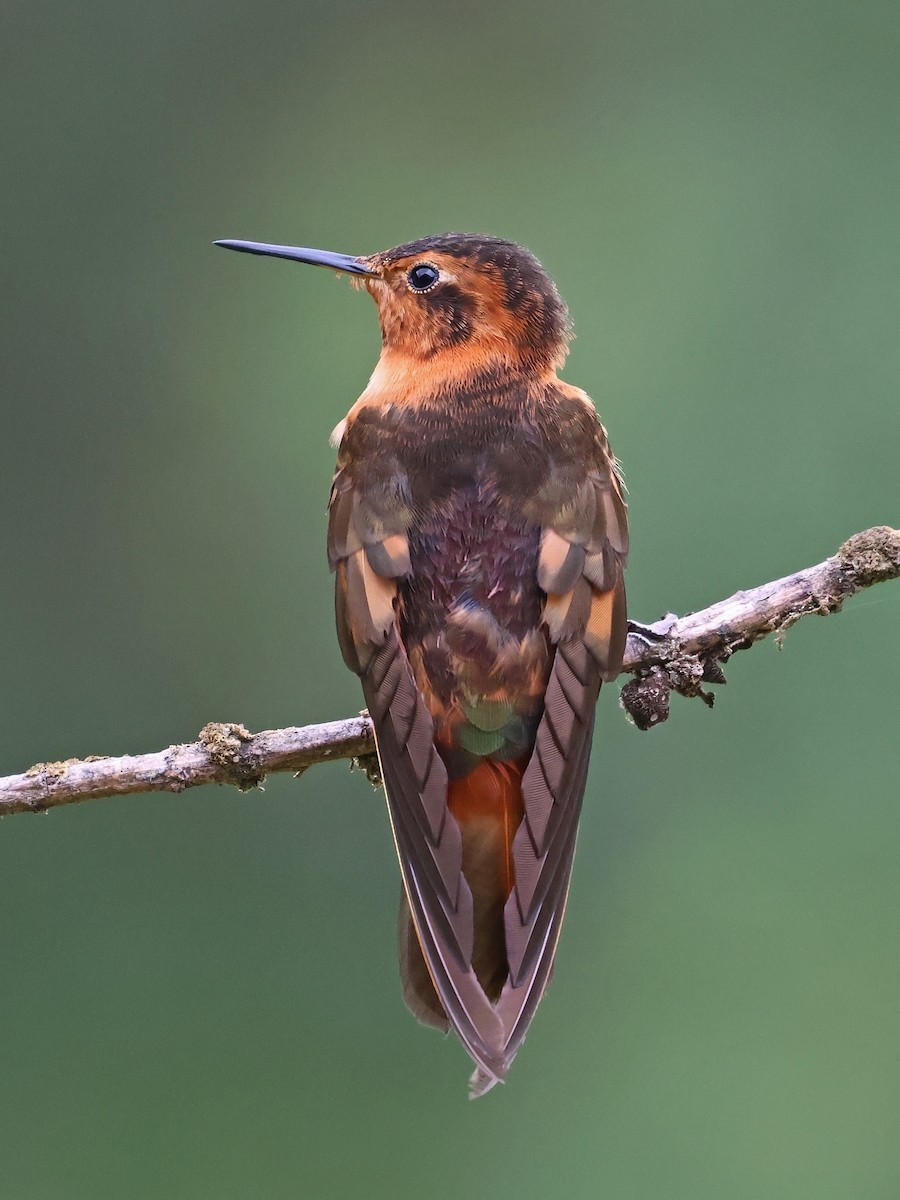 Shining Sunbeam - ML647141430