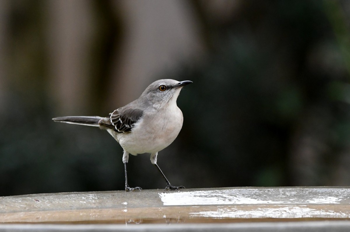 Northern Mockingbird - ML647141431