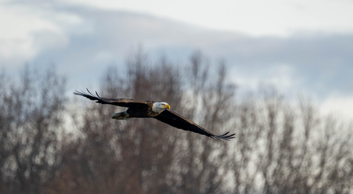 Bald Eagle - ML647141434