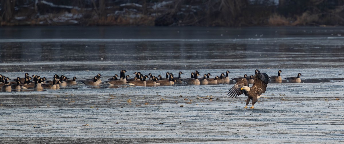 Bald Eagle - ML647141435