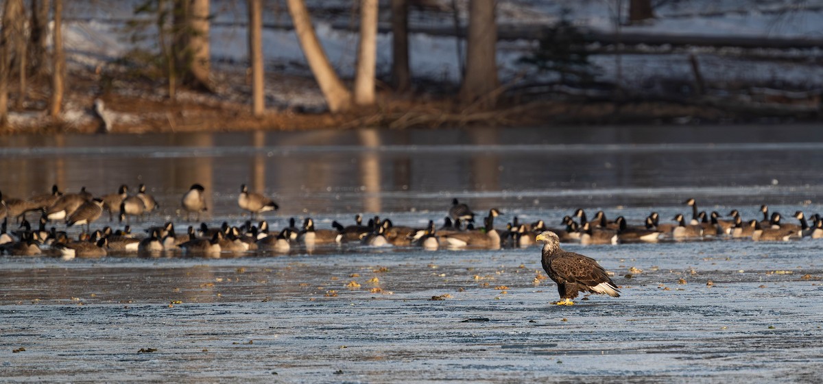 Bald Eagle - ML647141436