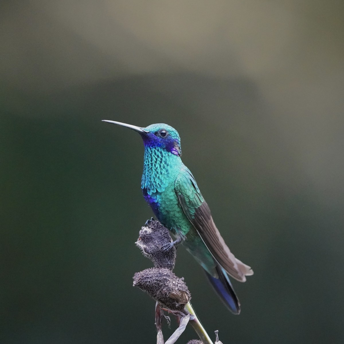 Sparkling Violetear - ML647141440