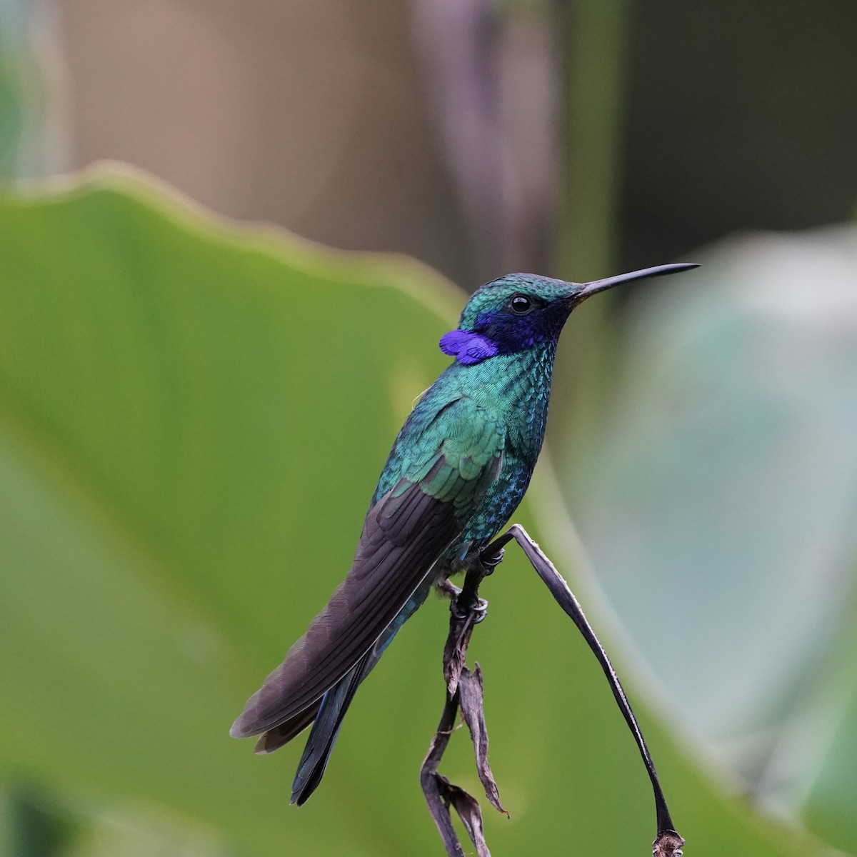 Sparkling Violetear - ML647141441