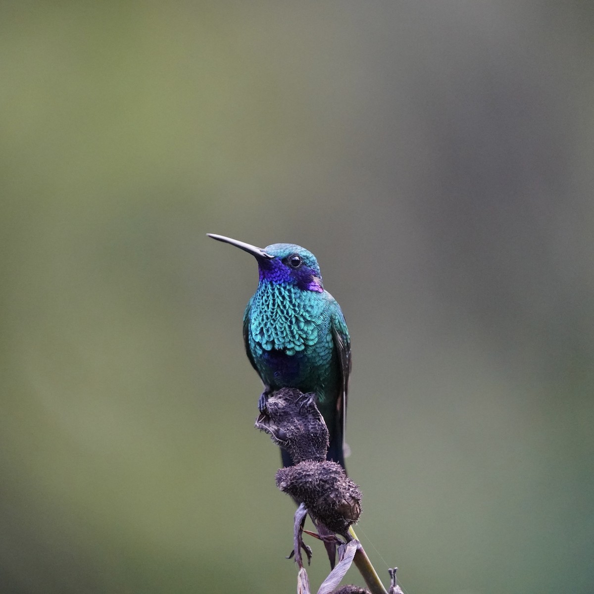 Sparkling Violetear - ML647141442