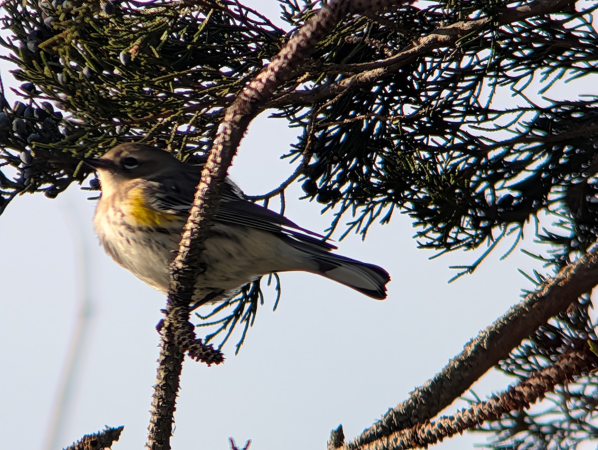 Yellow-rumped Warbler - ML647141443