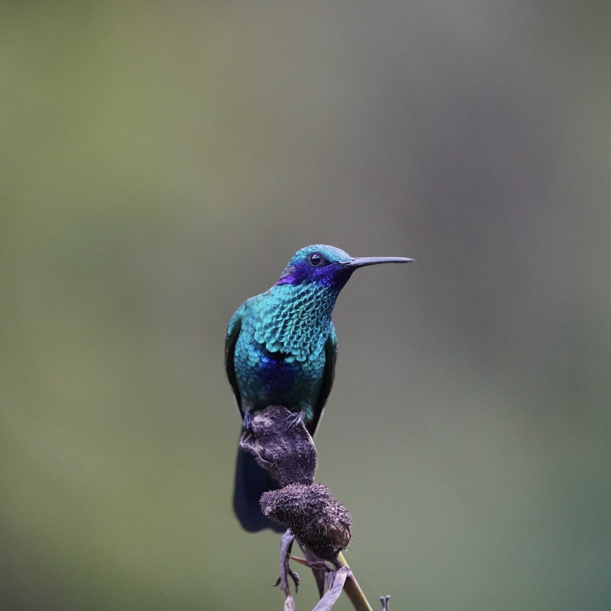 Sparkling Violetear - ML647141444