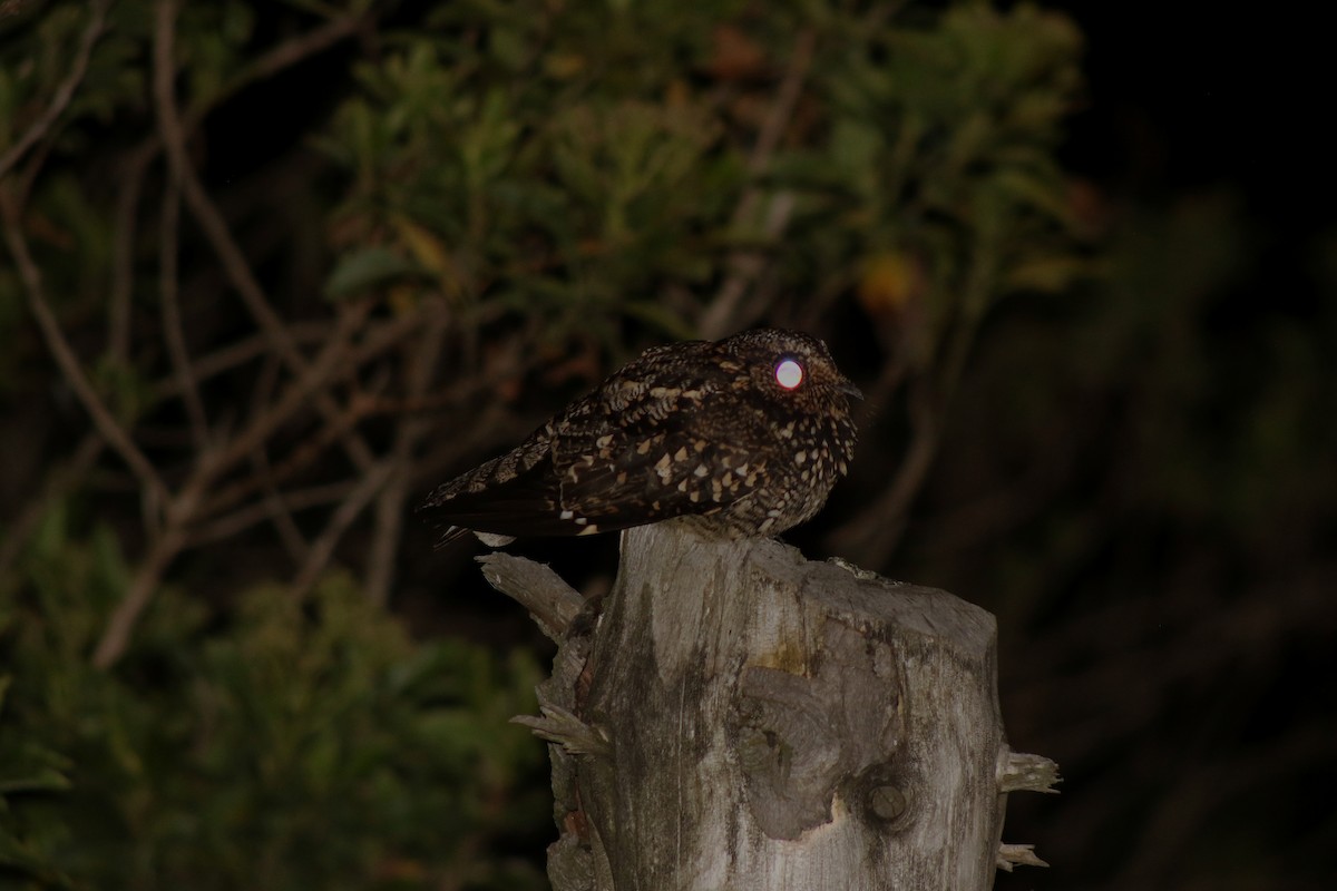 Band-winged Nightjar - ML647141445