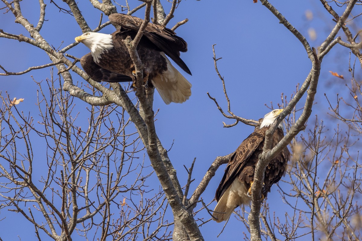 Bald Eagle - ML647141447