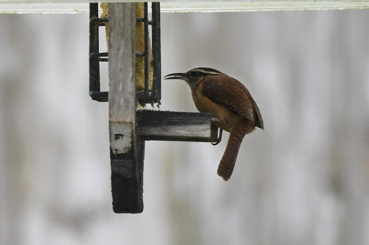 Carolina Wren - ML647141450
