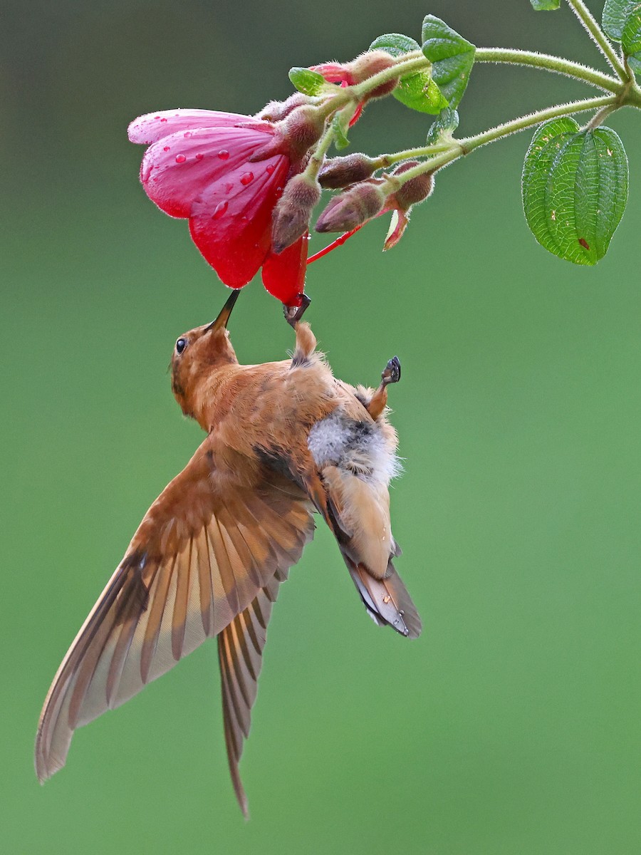 Shining Sunbeam - ML647141451