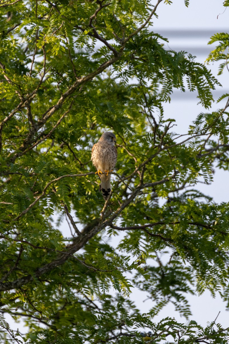 Eurasian Kestrel - ML647141453